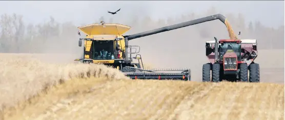  ?? JOHN LUCAS/FILE ?? Across Canada’s rural grid, harvest time is one of intensity and optimism. Following an entire season of watching the weather, fretting over storms, observing and dealing with pests, weeds and disease, the decision to deem a crop ready to harvest is a tough one to make, says Toban Dyck, who spent last week harvesting his wheat crop.