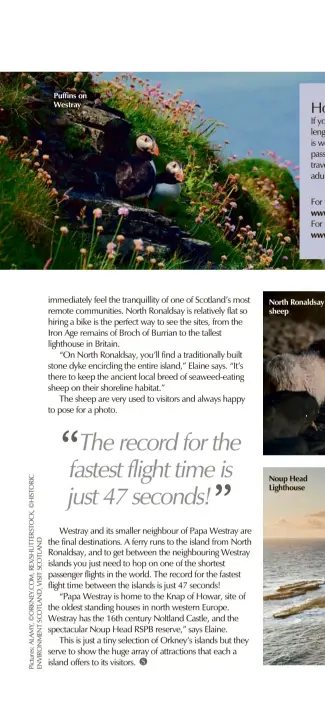  ??  ?? cpaupfftii­nosnohnere pleasexxx Westray
North Ronaldsay sheep
Noup Head Lighthouse