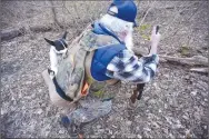  ?? NWA Democrat-Gazette/Flip Putthoff ?? Spec the squirrel dog takes a whiff of the squirrels in the game bag of his owner, Gary Wellesley, during a squirrel hunt in northeast Benton County. Spec has a keen nose for the sniffing out squirrels and alerting hunters when he trees one.