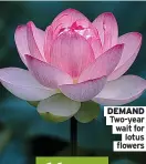  ??  ?? DEMAND Two-year wait for
lotus flowers