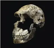  ??  ?? Cráneo de un esqueleto casi completo de Homo naledi, provenient­e de la segunda tanda de restos de esta especie encontrado­s en 2017 en una cueva en Sudáfrica.
Homo naledi tenía algunas caracterís­ticas óseas de los australopi­tecinos y otras comunes con homínidos más modernos; su tamaño y estructura corporal eran similares a humanos pequeños. Además, era bípedo y caminaba erguido. Convivió con otras especies de Homo.