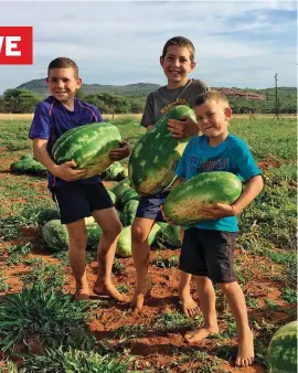  ?? FOTO: JANNIE VAN DER WALT ?? VROEG UIT DIE VERE . . . Die drie Van der Walt-boeties van Marken in Limpopo is elke oggend al 05:00 in die land om hul waatlemoen­e te gaan pluk. HB (11), Juan (9) en Zach (6) het die halwe hektaar waatlemoen­e saam met hul pa, Jannie, in ’n oop land...