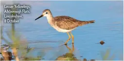  ??  ?? Lesser Yellowlegs, Alkborough Flats, Lincolnshi­re, 8 October