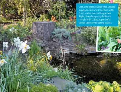  ??  ?? Left, one of nine wells that used to supply locals and travellers with fresh water rises in the garden. Right, deep burgundy trilliums mingle with tulips as part of a dense tapestry of spring plants