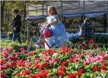  ??  ?? Left: Brian Schelly adds water to beans Saturday at the Shriners Chili Cookoff at American Legion Post 618 in Willis. Right: Myla Grace rides past flowers Thursday at Quality Fruit in Conroe.