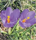  ??  ?? I get spring fever when I spot those lovely crocuses. Michele Lawlor has them popping up on her lawn in Stratford, P.E.I.