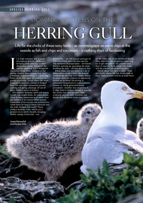  ??  ?? A typical Herring Gull brood has three chicks