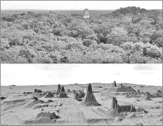  ??  ?? A photograph (above) and a reconstruc­ted lidar image (below) of Maya ruins. — Images courtesy of Luke Auld-Thomas and Marcello A. Canuto