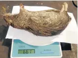  ??  ?? Weighing in at a record 661g, this rat is an example of the heavyweigh­t rodents thriving in Johannesbu­rg.