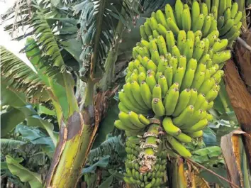  ?? ISTOCK ?? Rund 40 bis 45 Prozent der in der Schweiz erhältlich­en Bananen stammen aus Kolumbien.