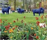  ??  ?? Die „Blaue Friedenshe­rde“wartet auf die Gartenscha­ubesucher in Apolda. Foto: Angelika Schimmel