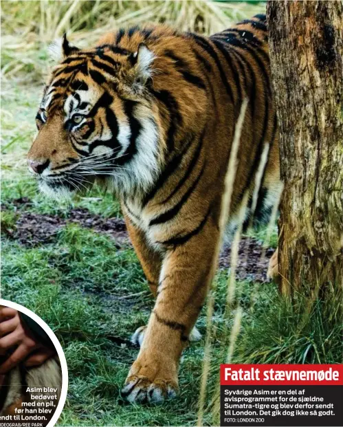  ?? FOTO: LONDON ZOO ?? Fatalt stævnemøde Syvårige Asim er en del af avlsprogra­mmet for de sjældne Sumatra- tigre og blev derfor sendt til London. Det gik dog ikke så godt.