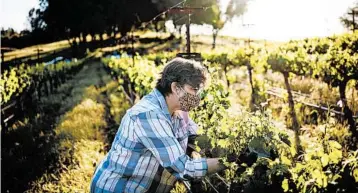  ??  ?? Ann Kraemer prunes vines on her 46-acre vineyard Shake Ridge Ranch, in Sutter Creek, California.