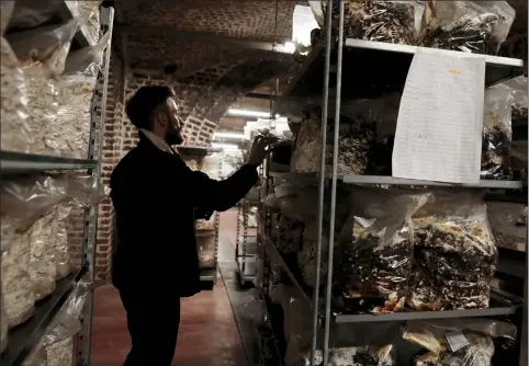  ?? VIRGINIA MAYO — THE ASSOCIATED PRESS ?? Quentin Declerck, from Le Champignon de Bruxelles, inspects the progress of shelves of mushrooms growing in various substrates at the company’s urban farm in the cellars of Cureghem in Brussels, Wednesday, Feb. 5.