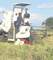  ??  ?? Cosecha. Una mujer africana en plena recolecció­n del arroz. Una parte de esa tarea se hace manualment­e y otra parte está mecanizada. Por ahora usan cosechador­as chinas de poco ancho de labor.