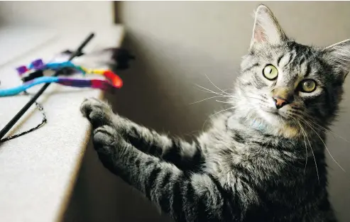  ??  ?? For your beloved feline, the company Meowbox will send out a themed box of four to six items for US$22.95. The company offers a monthly or every-other-month plans.