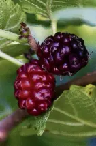  ?? PHOTO: ALLIED PRESS FILES ?? Mulberries are among easy fruit options in the garden.