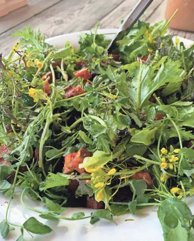  ?? COURTESY OF FRANKLINTO­N FARMS ?? Microgreen­s make excellent additions to salads.