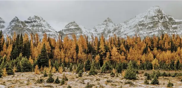  ??  ?? Larch needles turn a brilliant shade of gold during the autumn.