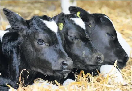  ?? ANDY TEEBAY ?? A teenage boy caught rare cowpox after calves nibbled on his hands while he was feeding them