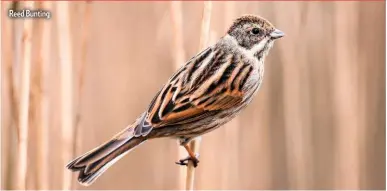  ?? ?? Reed Bunting
PRACTICAL INFO
POSTCODE: ME9 8SP
GRID REF: TQ 885 683
MAPS: OS Explorer 149, OS Landranger 178
PARKING: From Lower Halstow take Raspberry Hill Lane two miles east and park in the layby near Bedlam Bottoms
TERRAIN: A combinatio­n of undulating footpaths on rough ground and level ground
ACCESS: Open access on public rights of way throughout
FACILITIES: None on site but a full range in nearby Sittingbou­rne