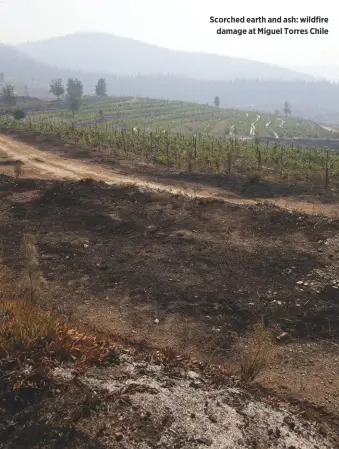  ??  ?? Scorched earth and ash: wildfire damage at Miguel Torres Chile