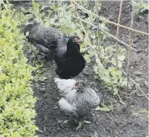  ??  ?? The trio of new chooks