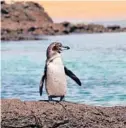  ?? DREAMSTIME/ TNS ?? Galapagos penguins have seen significan­t growth in population in the last year, due to the lack of tourists disturbing their nesting grounds.