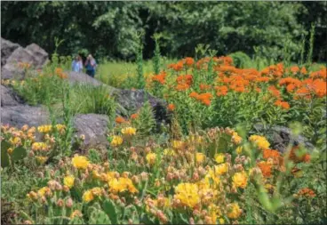  ?? NEW YORK BOTANICAL GARDEN VIA AP ?? Paddle cactus, butterfly milkweed, and little blue stem grass grow together at the New York Botanical Garden.