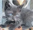  ?? FOTO: SCHATTMANN ?? Kommt immer gut an: Kleine Katze, blaue Augen, unschuldig­er Blick. Kann man mal liken.