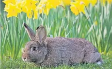  ?? FOTO: DPA ?? Auch langohrige Kaninchen sind als Bewohner des Osterdorfs Lampeshaus­en von Freitag, 3. April, bis Montag, 6. April, wieder zu Gast im Kölner Zoo.