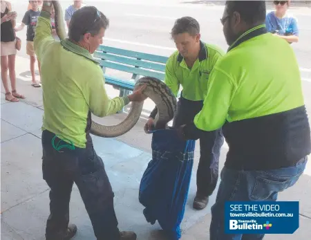  ?? Picture: SUPPLIED ?? NABBED: A 5m carpet python was caught outside Vinnies Ingham yesterday afternoon.