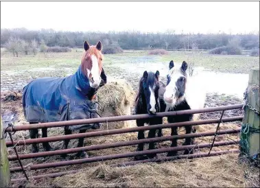  ??  ?? The number of horses trapped in water or boggy ground has been released by the fire service
