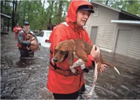  ?? ANDREW NELLES/USA TODAY NETWORK ?? Coast Guardsman Tyler Elliott helps rescue a beagle from a flooded home in Columbus County, N.C., on Sunday.