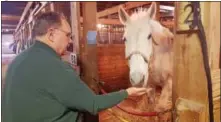  ?? BILL RETTEW JR. – DIGITAL FIRST MEDIA ?? Samuel W.M. Griffin feeds a friend at Pottstown’s Ryerss Farm for Aged Equines.