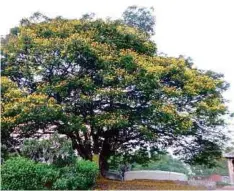  ??  ?? The yellow flame tree is a common roadside tree in Malaysia.