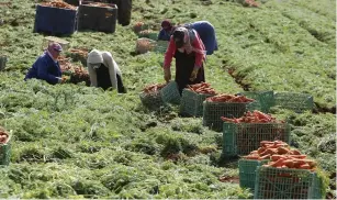  ?? (Reuters) ?? FARMERS WORK the fields near Jenin. Economic success has shows that economic peace is a better model than the Gaza option.