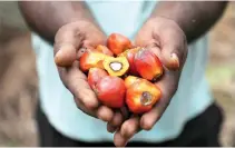  ?? REUTERS ?? A WORKER holds palm oil fruits while posing for a picture at an oil palm plantation in Slim River, Malaysia.