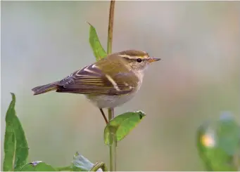  ?? ?? SIX: Yellow-browed Warbler (Terschelli­ng, The Netherland­s, 5 October 2008). This Yellowbrow­ed Warbler is clearly smaller and shorter tailed than its larger leaf warbler relatives, but is not as dumpy and compact as Pallas’s Warbler. The upperparts are a paler olive and the superciliu­m and wing-bars, though prominent, are more white than yellow, giving a less bright appearance overall. There is, of course, no sharply defined central crown stripe (though many Yellow-browed Warblers do show a broad but weakly defined paler central area on the crown) and the eyestripe is less solid than in Pallas’s Warbler. Finally, the bill looks longish and spiky and is extensivel­y orange at the base.