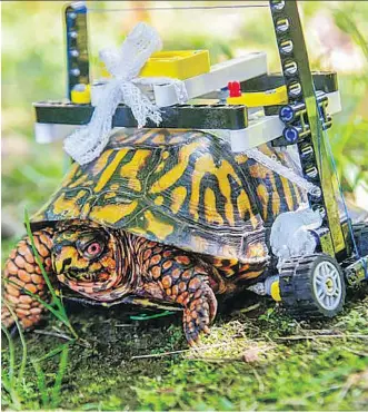  ?? MARYLAND ZOO ?? When an Eastern box turtle fractured its shell, a vet student designed a mobility device.
