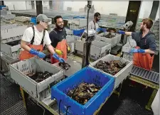  ?? SEAN D. ELLIOT/THE DAY ?? Chris Archuleta, left, and David Dozier, second from left, employees at Garbo Lobster in Groton, grade lobsters for shipping on Thursday.
