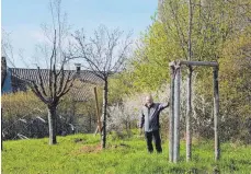  ?? FOTO: GEMEINDE ABTSGMÜND ?? Bauhofleit­er Wolfgang Schrem zwischen einer verpflanzt­en Zierkirsch­e und einer Hainbuche in den Täferwiese­n.