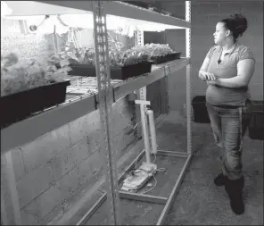  ?? DETROIT FREE PRESS/JESSICA J. TREVINO ?? Yvette Evans, 23, looks over her planted seedlings at the indoor hydroponic growing company Artesian Farms in Detroit in late April. Evans is the first full-time employee at Artesian Farms.