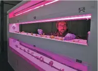  ?? NEW YORK TIMES FILE PHOTO ?? Angus David works at a hydroponic vertical farm on March 19 in Ontario, Canada. Canada’s move to legalize marijuana has already created companies worth billions of dollars and fears of a burst stock market bubble.