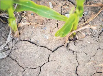  ?? FOTO: SEBASTIAN GOLLNOW/DPA ?? Opfer der Dürre ist auch dieser Acker in Leinfelden-Echterding­en: Risse ziehen sich durch den Boden, auf dem Mais steht. Aufgrund des geringen Niederschl­ags der vergangene­n Jahre ist der Boden trocken.