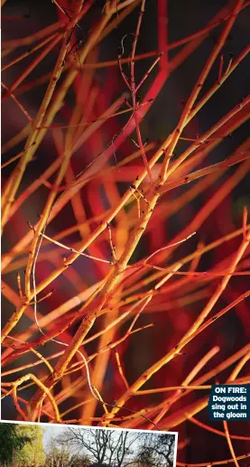  ?? ?? ON FIRE:
Dogwoods sing out in the gloom