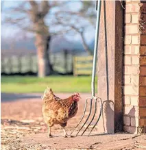  ??  ?? A chicken at Wheatacre Hall in Norfolk