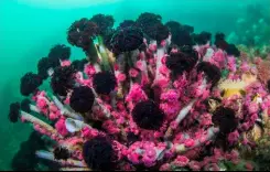  ??  ?? Northern feather dusters (Eudistylia vancouveri) with various anemone species,
Canon EOS R, f/6.3, 1/1250s, ISO640