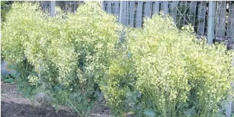  ??  ?? A row of Aspabroc plants flowers after almost a year of providing small, tender florets.