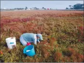  ?? PHOTOS BY NIKK OGASA — HERALD CORRESPOND­ENT ?? Biologist Kerstin Wasson, a proFessor at UC Santa Cruz, sets up a blue carbon monitoring station in a healthy marsh filled with pickleweed.